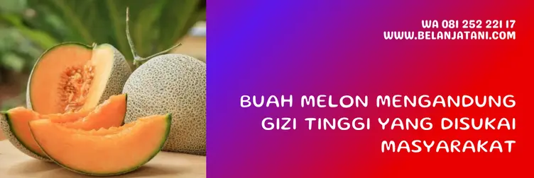 benih melon, melon noni, bibit melon noni, bibit melon terbaik, BELANJA TANI