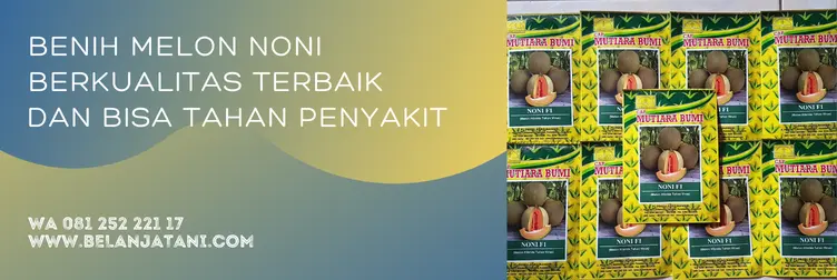 benih melon, melon noni, bibit melon noni, bibit melon terbaik, BELANJA TANI