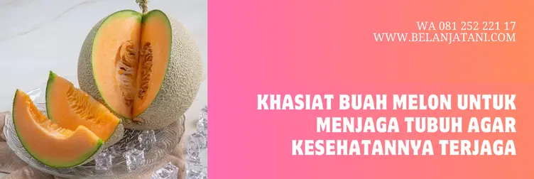benih melon, melon noni, bibit melon noni, bibit melon terbaik, BELANJA TANI