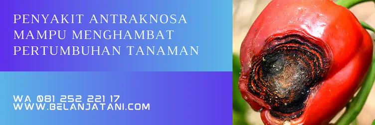 fungisida antraknosa, bahan aktif fungisida untuk antraknosa, fungisida untuk penyakit antraknosa, obat antraknosa paling ampuh, BELANJA TANI