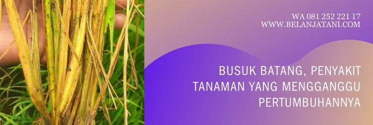 fungisida untuk busuk batang, fungisida busuk batang, fungisida sistemik untuk busuk batang, fungisida ampuh untuk busuk batang, BELANJA TANI