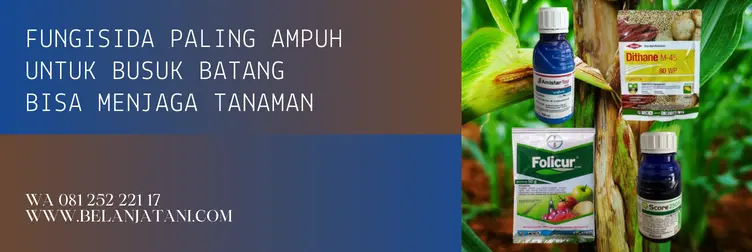 fungisida untuk busuk batang, fungisida busuk batang, fungisida sistemik untuk busuk batang, fungisida ampuh untuk busuk batang, BELANJA TANI