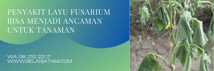fungisida untuk layu fusarium, bahan aktif fungisida untuk layu fusarium, obat layu fusarium, fungisida sistemik untuk layu fusarium, BELANJA TANI