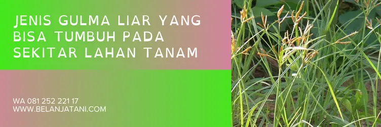 herbisida sistemik, herbisida terbaik, racun rumput sistemik terbaik, merk herbisida terbaik, BELANJA TANI