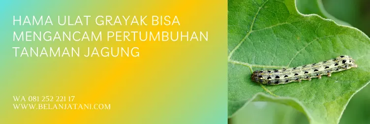 obat ulat jagung paling ampuh, harga obat ulat jagung paling ampuh, obat ulat grayak, obat ulat grayak paling ampuh, BELANJA TANI