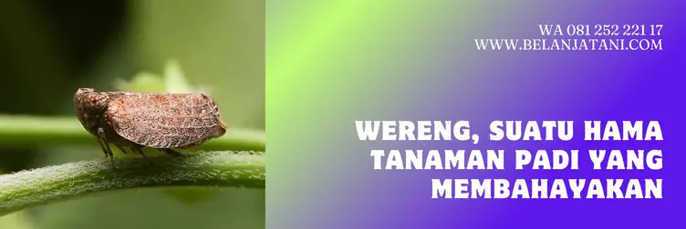 obat hama wereng padi paling ampuh, obat wereng paling ampuh, obat hama wereng, obat wereng padi, BELANJA TANI