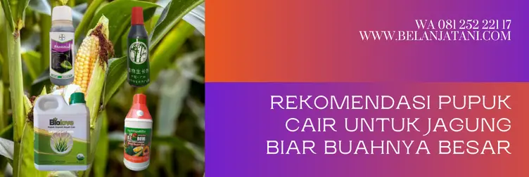pupuk untuk jagung biar buahnya besar, pupuk cair yang bagus untuk jagung, pupuk cair untuk jagung, pupuk untuk tanaman jagung, BELANJA TANI