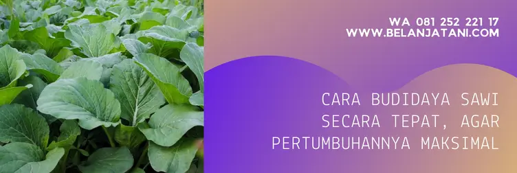 pupuk untuk sawi, pupuk npk untuk sawi, pupuk untuk sayuran daun, pupuk daun terbaik, BELANJA TANI