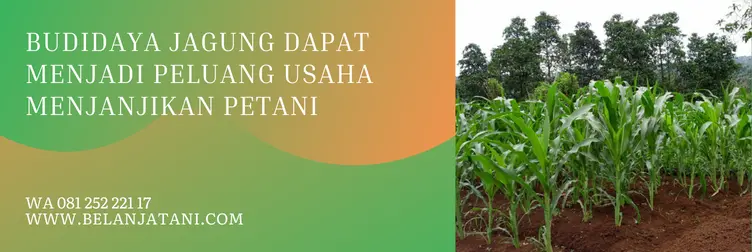 herbisida untuk jagung, racun rumput jagung tidak mati, racun rumput jagung, racun rumput tanaman jagung, BELANJA TANI