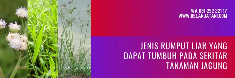 herbisida untuk jagung, racun rumput jagung tidak mati, racun rumput jagung, racun rumput tanaman jagung, BELANJA TANI