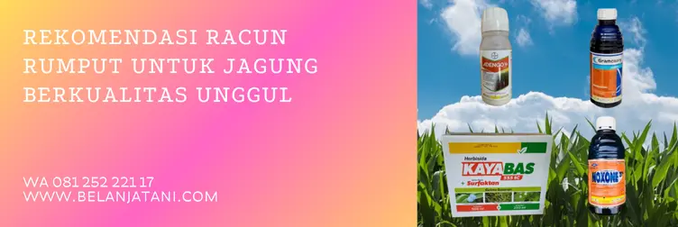 herbisida untuk jagung, racun rumput jagung tidak mati, racun rumput jagung, racun rumput tanaman jagung, BELANJA TANI