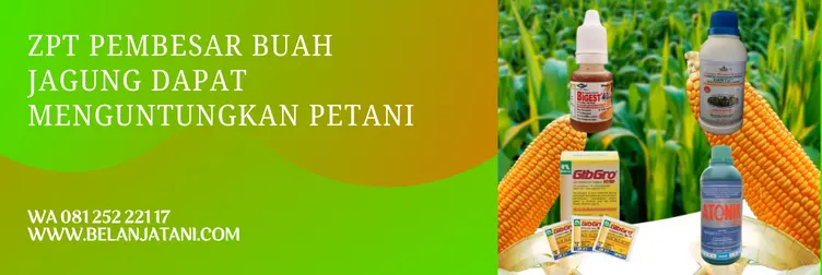 zpt pembesar buah, obat pembesar buah jagung, merk zpt untuk jagung, zpt untuk jagung, BELANJA TANI