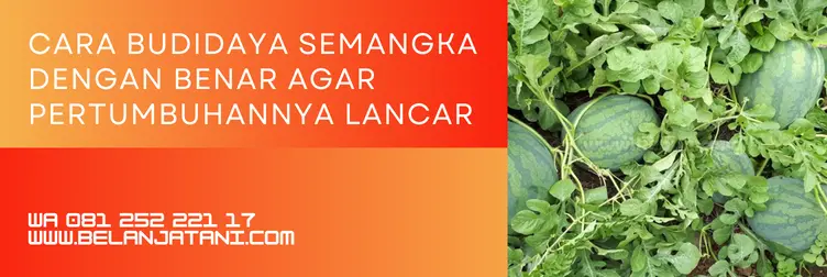 zpt untuk semangka, pupuk pembesar buah semangka, obat pembesar buah semangka, hormon pembesar buah semangka, BELANJA TANI