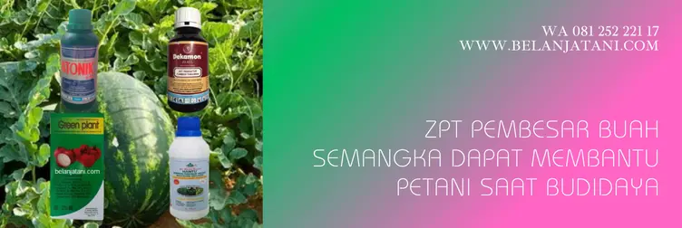 zpt untuk semangka, pupuk pembesar buah semangka, obat pembesar buah semangka, hormon pembesar buah semangka, BELANJA TANI