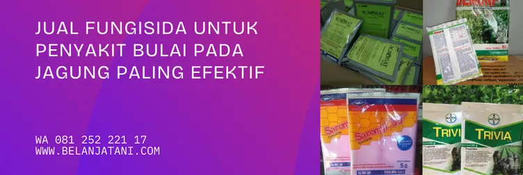 fungisida untuk bulai jagung, penyakit bulai pada jagung, fungisida terbaik untuk jagung, obat bulai jagung, BELANJA TANI