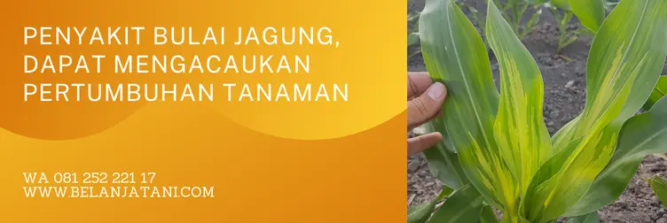 fungisida untuk bulai jagung, penyakit bulai pada jagung, fungisida terbaik untuk jagung, obat bulai jagung, BELANJA TANI