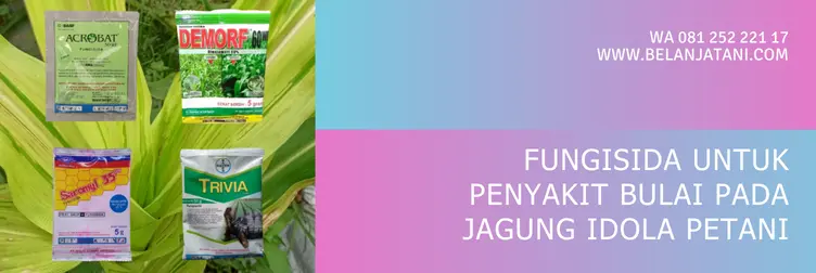 fungisida untuk bulai jagung, penyakit bulai pada jagung, fungisida terbaik untuk jagung, obat bulai jagung, BELANJA TANI