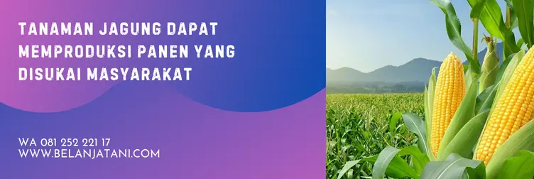 benih jagung perkasa, harga bibit jagung nk perkasa 1 kg, jagung nk perkasa, benih jagung nk perkasa, BELANJA TANI