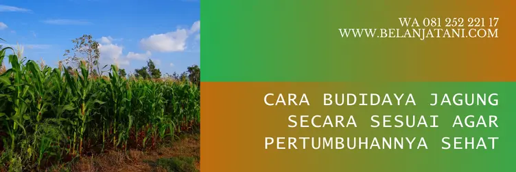 benih jagung perkasa, harga bibit jagung nk perkasa 1 kg, jagung nk perkasa, benih jagung nk perkasa, BELANJA TANI