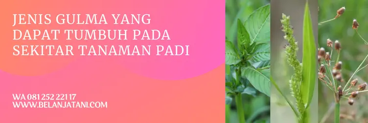 herbisida tabas, harga tabas 100 ml, harga herbisida tabas, keunggulan herbisida tabas, BELANJA TANI