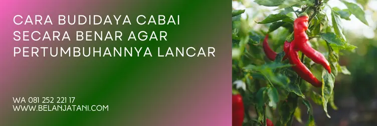 pupuk daun untuk cabe, pupuk daun cabe, jenis pupuk daun untuk cabe, pupuk cabe terbaik, BELANJA TANI