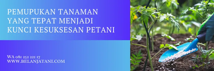 pupuk jimmy hantu, pupuk hantu untuk buah, dosis pupuk hantu, jimmy hantu pembuahan, BELANJA TANI