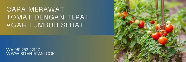 pupuk pembesar buah tomat, zpt untuk tomat, zpt pembesar buah, zpt untuk tanaman tomat, BELANJA TANI