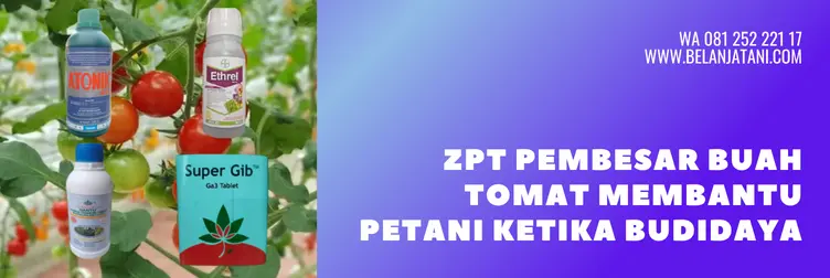pupuk pembesar buah tomat, zpt untuk tomat, zpt pembesar buah, zpt untuk tanaman tomat, BELANJA TANI