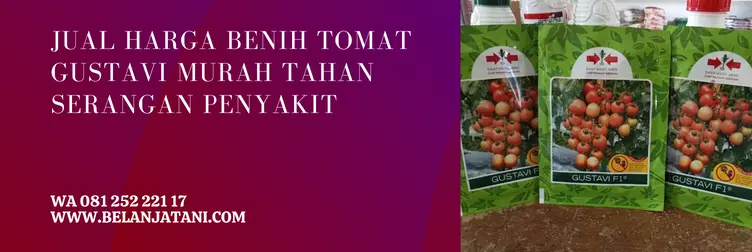 tomat gustavi f1 panah merah, benih tomat gustavi, tomat gustavi f1, tomat gustavi, Belanja Tani