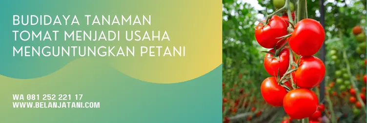 tomat gustavi f1 panah merah, benih tomat gustavi, tomat gustavi f1, tomat gustavi, Belanja Tani