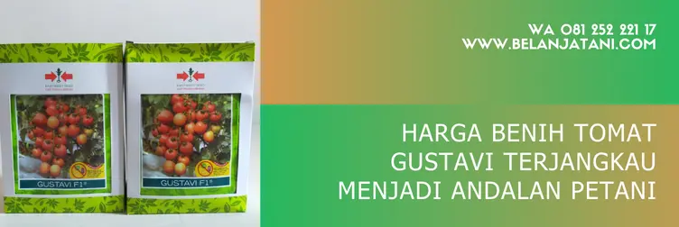 tomat gustavi f1 panah merah, benih tomat gustavi, tomat gustavi f1, tomat gustavi, Belanja Tani