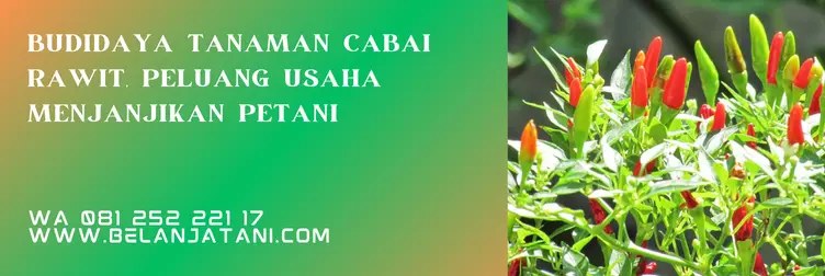 Jual Harga Bibit Cabe Kaliber Murah Dan Berkualitas Terbaik | Belanja Tani bibit cabe kaliber, harga benih cabe kaliber, bibit cabe rawit kaliber, cabe rawit kaliber, Belanja Tani