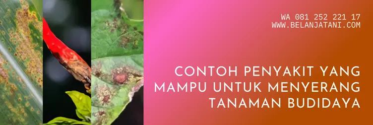 harga bion m, harga fungisida bion m, bion m harga, bion m, Belanja Tani