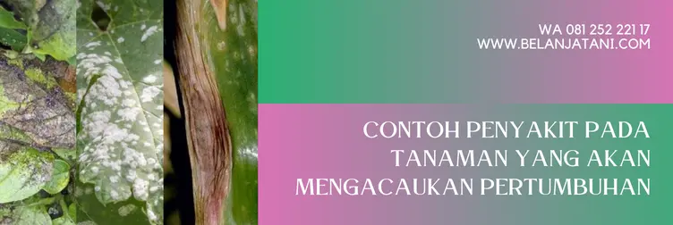 fungisida cabrio, cabrio fungisida, keunggulan fungisida cabrio 250 ec, cabrio 250 ec, Belanja Tani