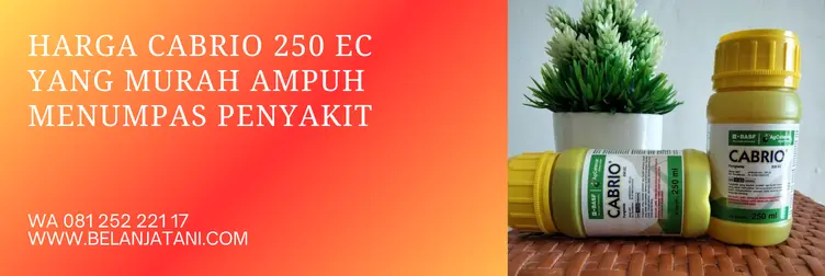 fungisida cabrio, cabrio fungisida, keunggulan fungisida cabrio 250 ec, cabrio 250 ec, Belanja Tani