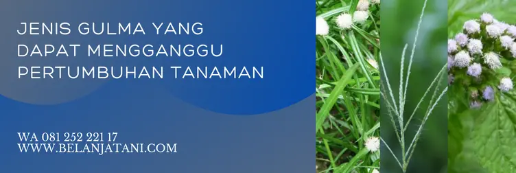 herbisida calaris, calaris herbisida, dosis calaris per tangki, harga calaris, Belanja Tani