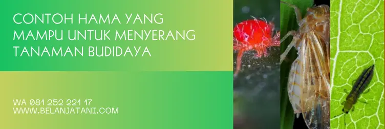 harga demolish, demolish insektisida, fungsi demolish, demolish, Belanja Tani