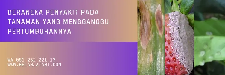 fungisida dithane, harga dithane 1kg, dithane 1 kg, harga fungisida dithane, BELANJA TANI