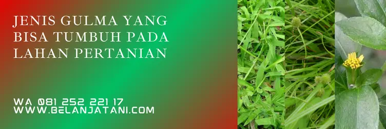 obat rumput hempur, gempur herbisida, harga gempur, gempur obat rumput, Belanja Tani