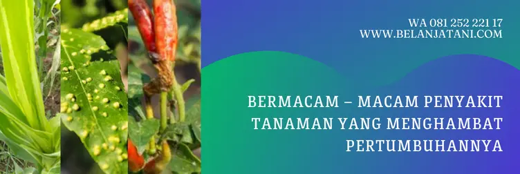 fungisida nordox, nordox fungisida, harga nordox, bahan aktif fungisida nordox, Belanja Tani