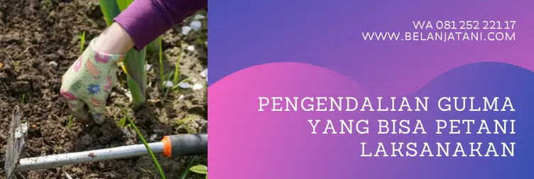 herbisida noxone, noxone herbisida, dosis noxone per tangki, harga noxone, BELANJA TANI
