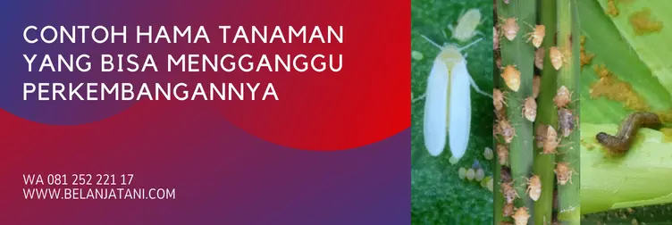 Jual Harga Plenum 100 Gram Murah Andalan Petani | Belanja Tani harga plenum, plenum 50wg, plenum bahan aktif, plenum insektisida, BELANJA TANI