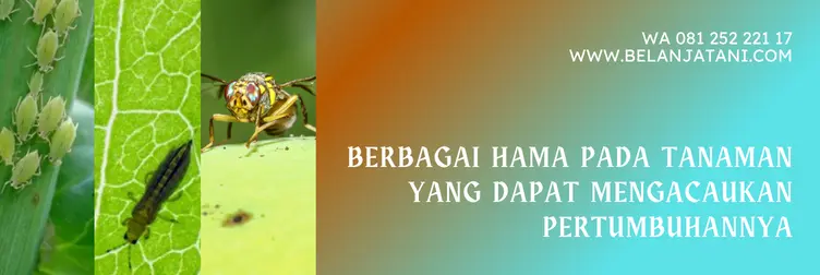 winder insektisida, insektisida winder, winder cair, winder 25 wp, Belanja Tani