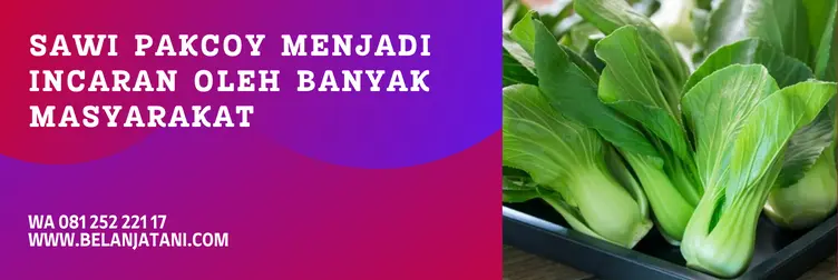 bibit pakcoy, benih sawi pakcoy, harga bibit pakcoy, benih pakcoy, Belanja Tani