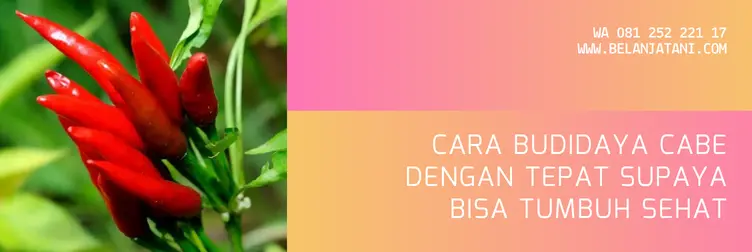 pupuk daun gandasil d, manfaat gandasil d, harga gandasil d, gandasil d manfaat, Belanja Tani