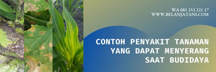 harga fungisida acrobat, harga fungisida acrobat 50 wp, fungisida acrobat 50 wp, acrobat fungisida, Belanja Tani