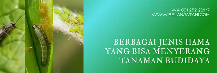 kegunaan agrimec, harga agrimec, agrimec insektisida, bahan aktif agrimec, Belanja Tani