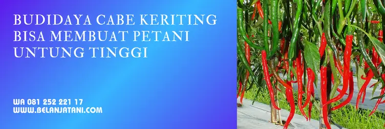 bibit cabe red kriss, cabe red kriss, harga benih cabe red kriss, bibit cabe keriting, Belanja Tani