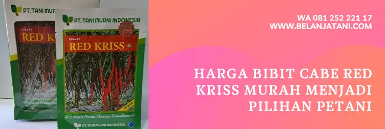 bibit cabe red kriss, cabe red kriss, harga benih cabe red kriss, bibit cabe keriting, Belanja Tani