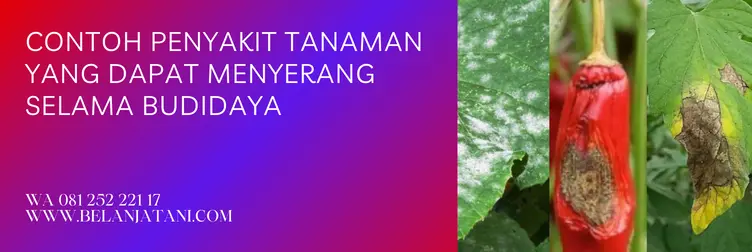 harga cabrio top, cabrio top fungisida, cabrio top, cabrio top fungisida bahan aktif, Belanja Tani